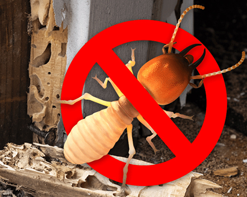 Pest control project 1