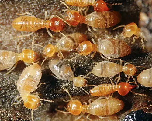 Anti termite treatment service