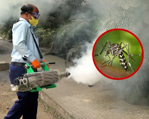 Mosquito control fogging service