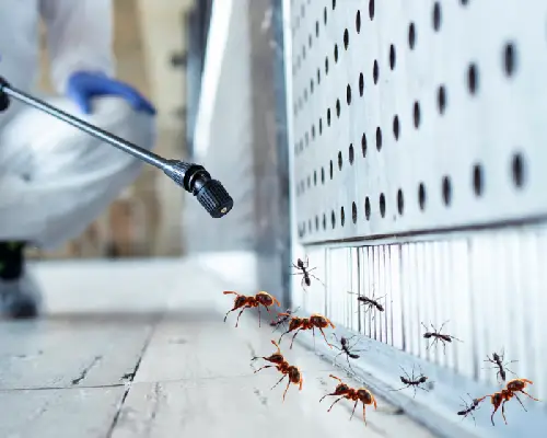 Ants control treatment service